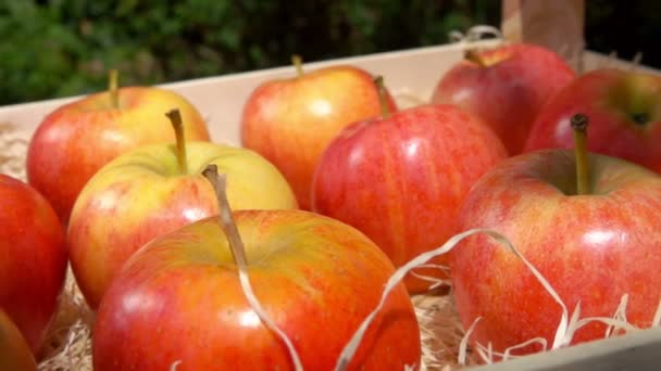 Стиглі соковиті червоні яблука лежать в дерев'яній коробці — стокове відео