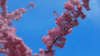 Toplama polen kiraz ağacından uçan arı