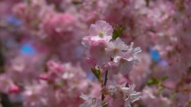 Yakın çekim kiraz çiçeği ağaç