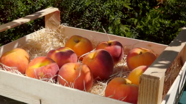 Hand faltet reife saftige Pfirsiche in einer Holzkiste — Stockvideo