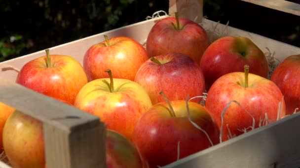La mano prende una mela rossa succosa da una scatola di legno — Video Stock
