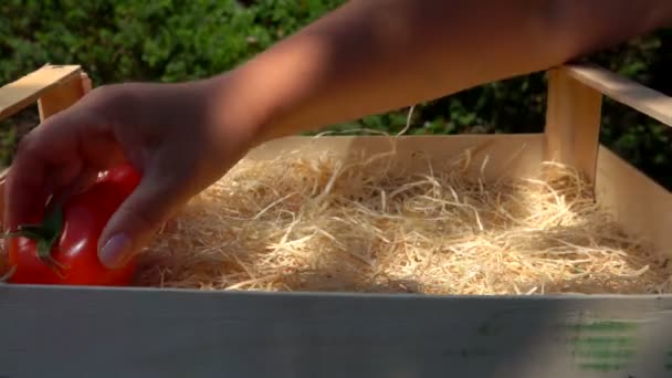 Main met des tomates juteuses mûres dans une boîte en bois — Video