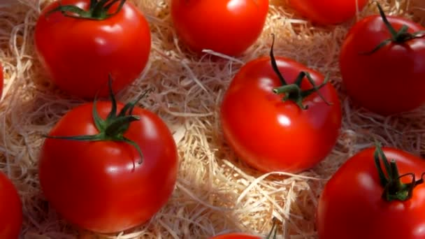 Reife saftige rote Tomaten liegen in einer Holzkiste — Stockvideo