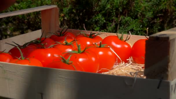 Cosechando tomates en una caja de madera — Vídeo de stock