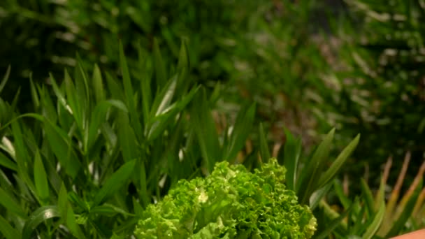 La main secoue un bouquet de laitue verte humide — Video