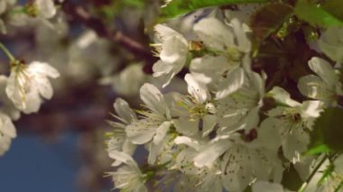 Güneşli bir kiraz ağacı çiçek