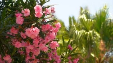 Pembe zakkum çiçek açan çalı