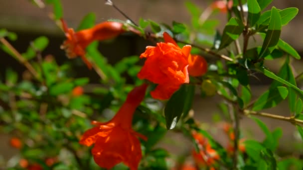 Close-up van granaatappel bloem. — Stockvideo