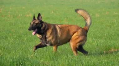 Belçika çoban köpeği yeşil çimenlerin üzerinde çalışır