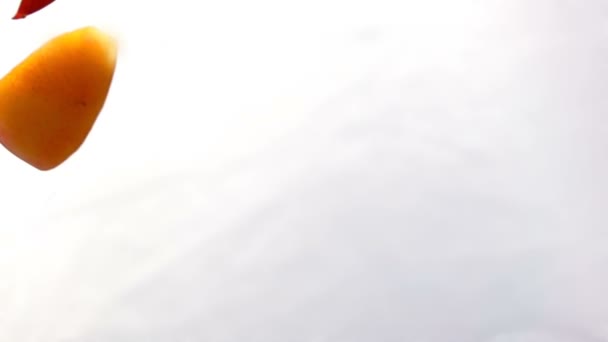 Fatias de pêssego voar close-up em um fundo branco — Vídeo de Stock