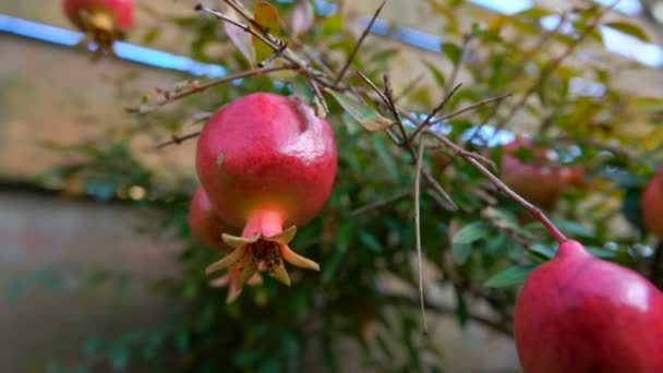 Gros plan de petits fruits de grenade — Video