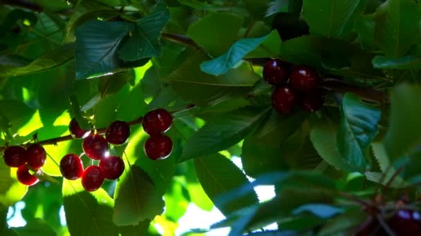 Suns rays shine through the berries of sweet cherry — Stock Video