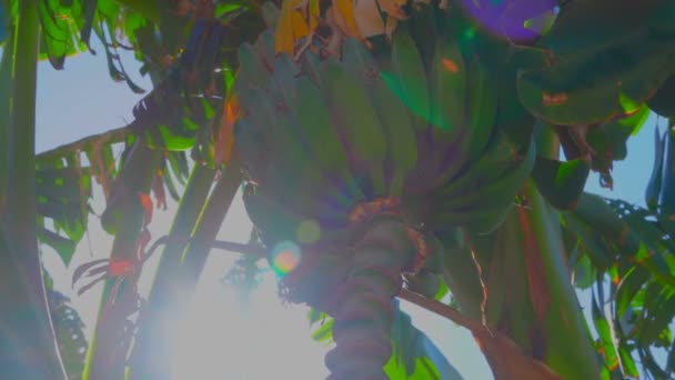 O raio de sol brilha através das bananas na árvore — Vídeo de Stock