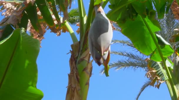 Крупним планом квітковий фрукт на банановому дереві — стокове відео