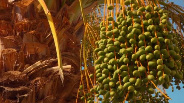 Closeup of a green fruits of the date palm — Stock Video