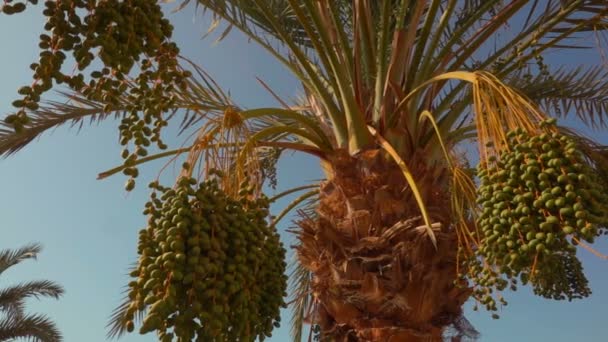 Groene vruchten van een dadelpalm — Stockvideo