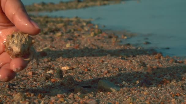 Hand releases the hermit crab to the sand — Stock Video