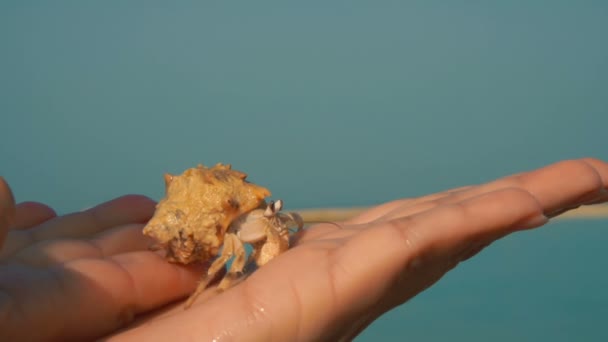 Hermit crab in the palm of your hand — Stock Video