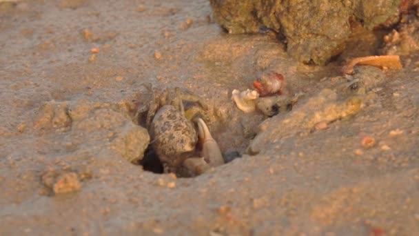 Маленький краб выползает из песчаной норки — стоковое видео
