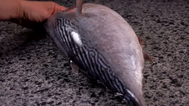 Кухар готує перший зріз raw тунця — стокове відео
