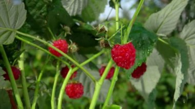 Olgun sulu ahududu damlayan yağmur damlaları