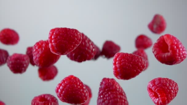 Mouche framboise sur fond blanc — Video