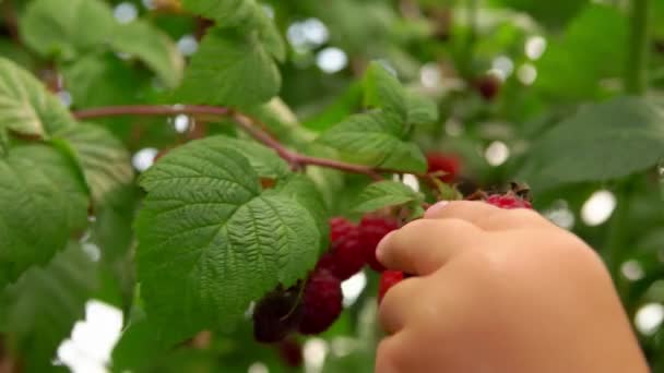 Niños mano toma jugosas bayas maduras de frambuesa — Vídeos de Stock