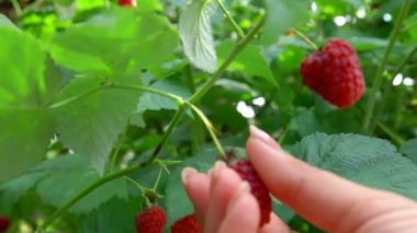 Sulu olgun raspberrys kadın elini tutuyor