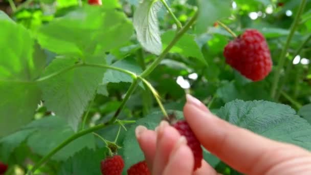 女性の手は、ジューシーな完熟 raspberrys — ストック動画