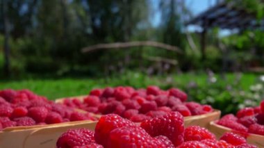 El piuts hasır sepetleri olgun ahududu