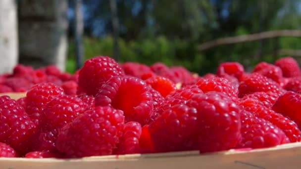 Framboesa gotas de frutas cesta com bagas — Vídeo de Stock