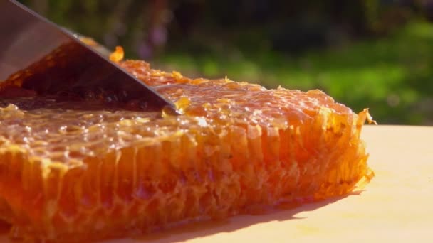 Wirtin hebt ein geschnittenes Stück Honig in Waben — Stockvideo
