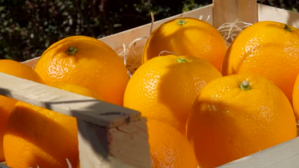 Hand holt reife saftige Orange aus einer Holzkiste — Stockvideo