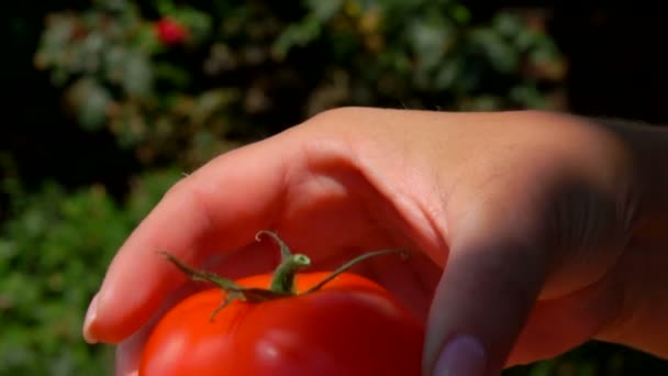 Hand puts ripe juicy tomato in a wooden box — Stock Video