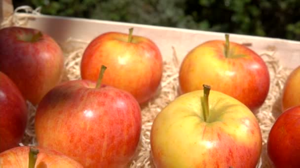 Спелые сочные красные яблоки лежат в деревянной коробке — стоковое видео