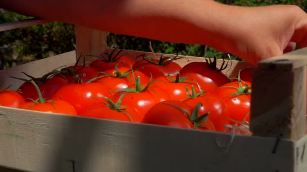 Hand veck mogna saftiga tomater i en trä låda — Stockvideo