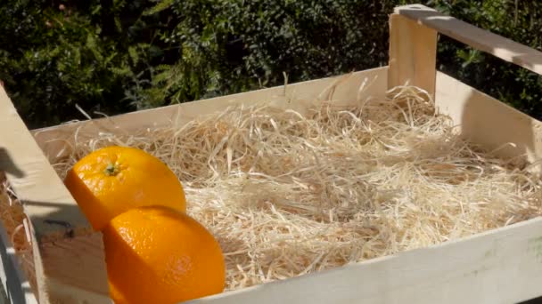 Rukou složí zralé šťavnaté pomeranče v dřevěné krabici — Stock video