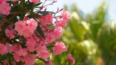 Pembe zakkum çiçek açan çalı