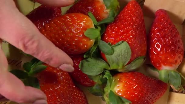 Weibliche Hand nimmt Erdbeeren aus dem Korb — Stockvideo