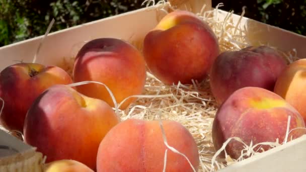 Рука кладе стиглий соковитий персик в дерев'яну коробку — стокове відео