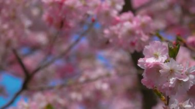 Yakın çekim kiraz çiçeği ağaç