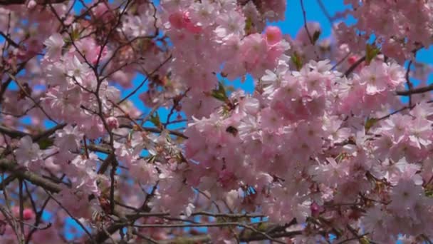 Bumblebee vliegt naast de bloemen van een kersenboom — Stockvideo