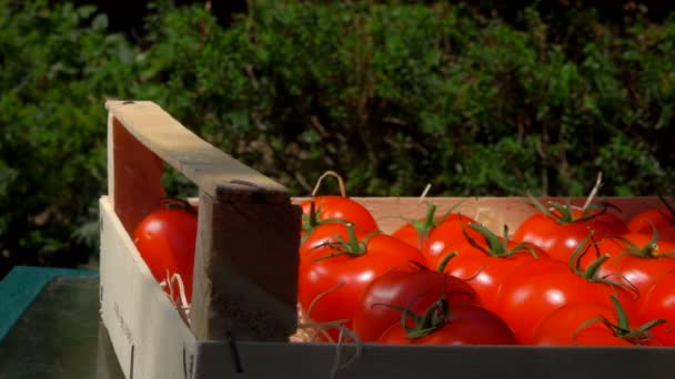 Skörda tomater i en trälåda — Stockvideo