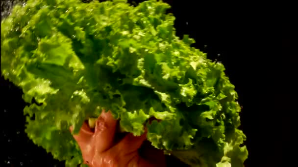 Water drops fly over a bunch of wet lettuce — Stock Video