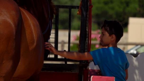 Garçon caresse la croupe d'un cheval brun — Video