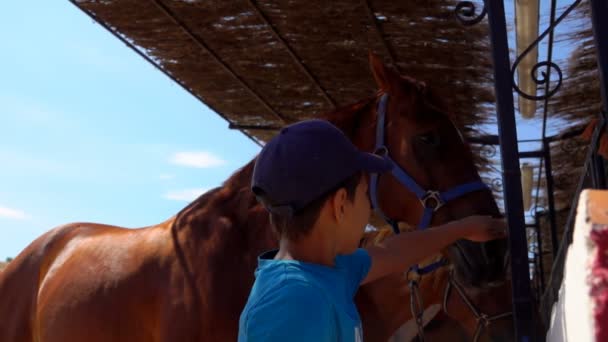 Garçon caresse le visage d'un cheval brun — Video