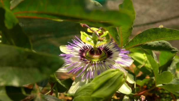 Flower of passionflower — Stock Video