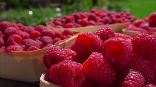女性手把树莓放在柳条篮子里. — 图库视频影像