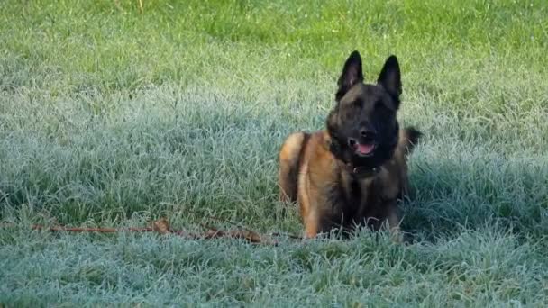 Berger belge couché sur une pelouse verte — Video