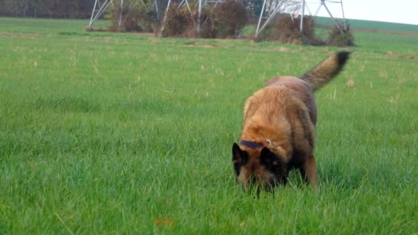 Belgian shepherd walking on the green lawn — Stock Video